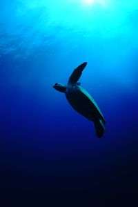 小笠原のウミガメ