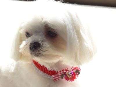 ちょっと、おめかし、です❓