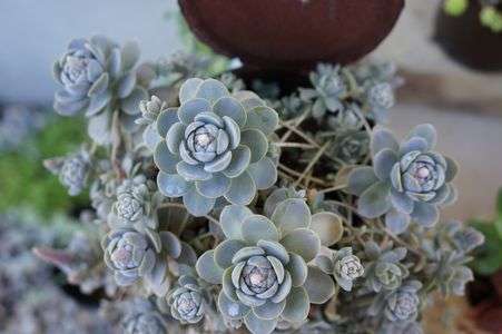 勝手に増えます