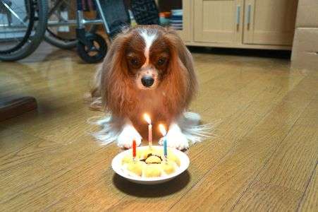 Happy Birthday ここあ♪