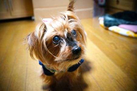 ぴりか14歳です