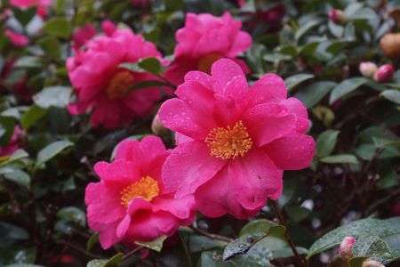 冷たい雨の中、咲く花