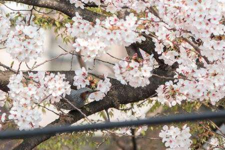 満開の桜にヒヨドリ
