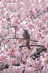 春色に囲まれて