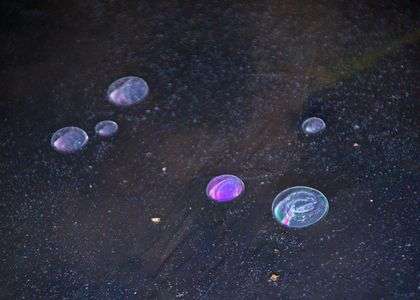 里山の池に、小宇宙が出現したような。