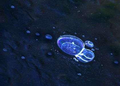 里山の池に小宇宙が出現したように5