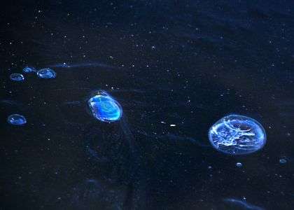 里山の池に小宇宙が出現したように6