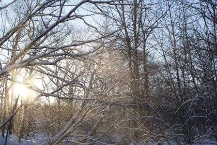 風（林の中で舞う雪）