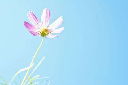 コスモスモス☆♪