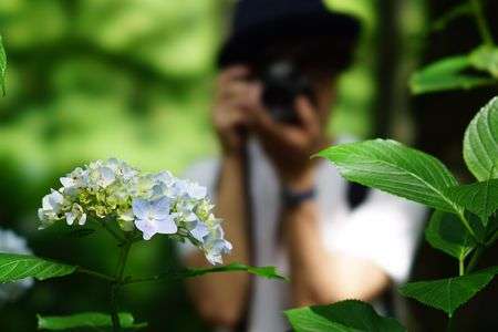 紫陽花を撮る