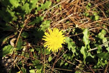 ランデライオン