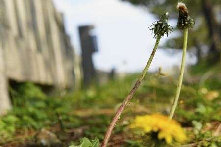 まさに！たんぽぽ兄弟