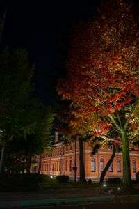 金沢の広坂で紅葉のライトアップを