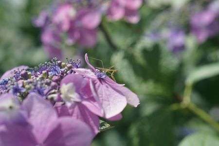 アジサイとカマキリ