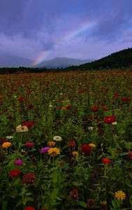 ラッキーレインボー