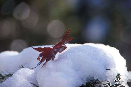 雪の上に舞い降りた秋