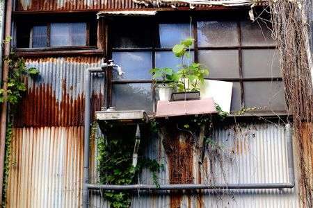 ぼろな鉢でも　緑はみどり