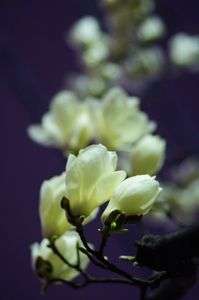 ハクモクレン、夜の公園