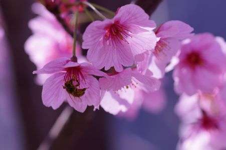 ミツバチ、日本橋