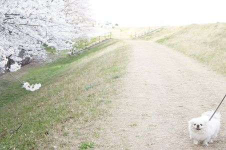 桜おさんぽ