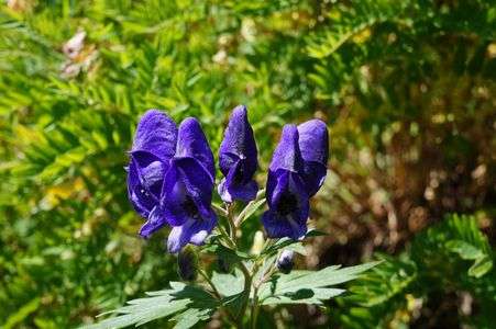 美しいものには・・・