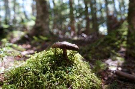 山頂のパラソル