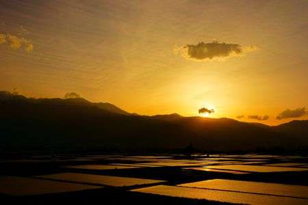 黄金色のカーペット