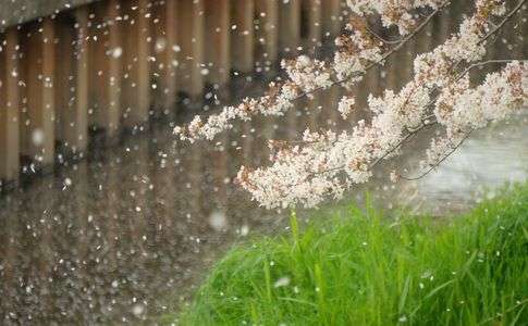 さくらいろ舞うころ