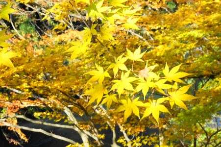 黄金色のもみじ