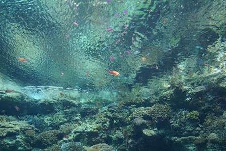 美ら海水族館にて