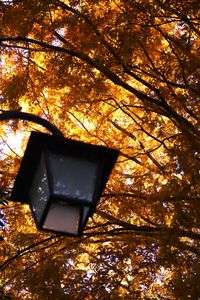 見上げたら紅葉