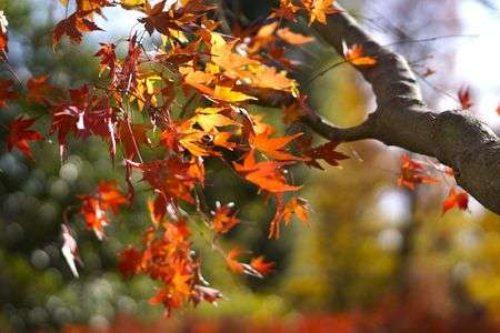 紅葉