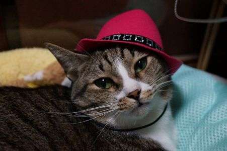 ジュリーっぽい