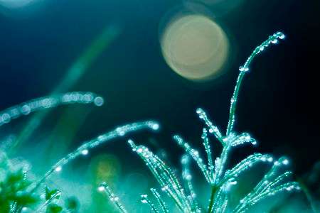 月明りのスギナ