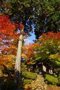 石道寺紅葉