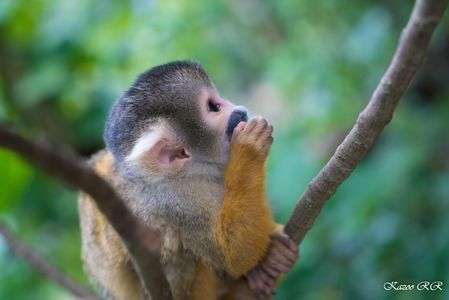 リスザル@石垣やいま村