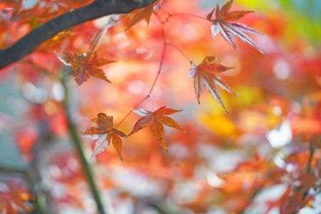 なごりのモミジ