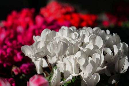 シクラメンほか