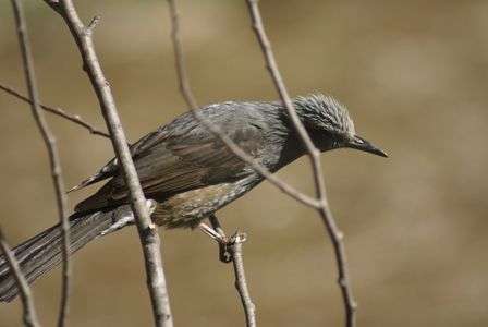 家の庭に鳥が来ました