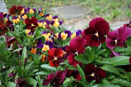 小さくても優雅２