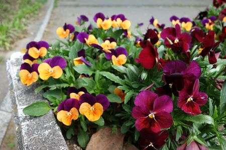 小さくても優雅