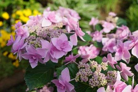 今年は額紫陽花を