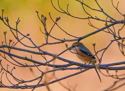 #　東京港野鳥公園の鳥達　#