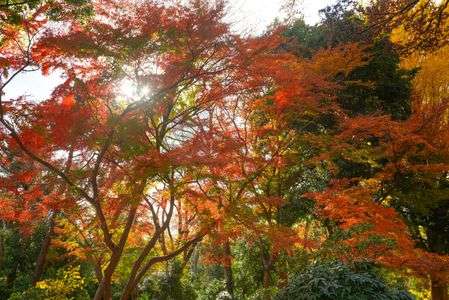 ～新宿御苑の紅葉～