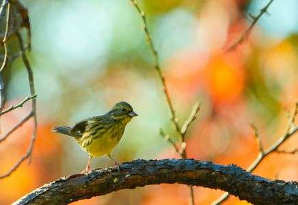 #　アオジの色々な表情　#