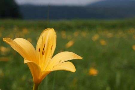 ニッコウキスゲ