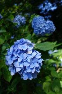 明月院の紫陽花（１）