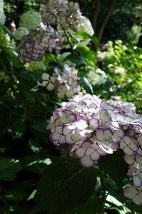 明月院の紫陽花（２）