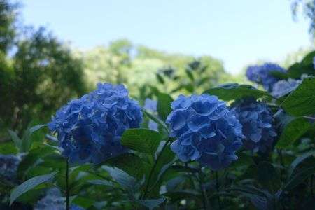 明月院の紫陽花（３）