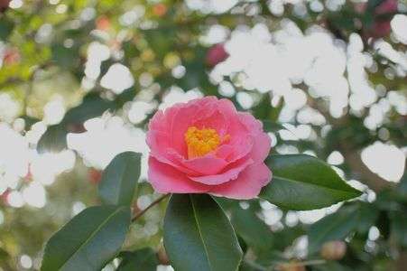 見ごろはまだだけど椿